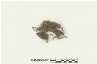 藏品(蔭生羽蘚)的圖片